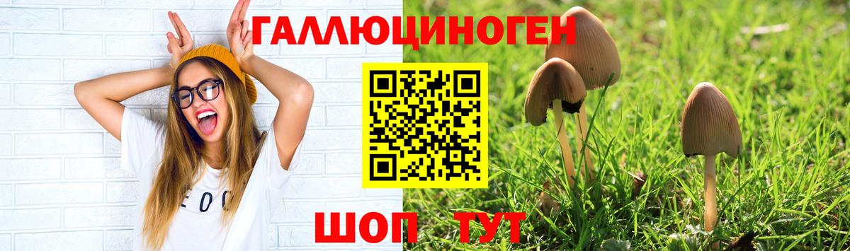 Псилоцибиновые грибы Cubensis Кыштым